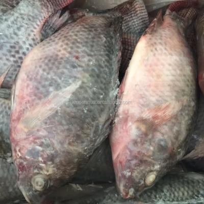 China China Frozen Tilapia Fish Companies Low Price Frozen Tilapia Fish Farming for sale