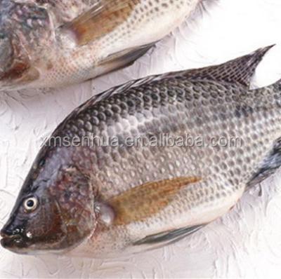 China Fish FROZEN Buyer Wholesale Tilapia Price for sale