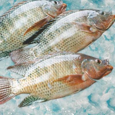 China FROZEN Chinese Frozen Tilapia Fish For Congo Tilapia Distributors for sale