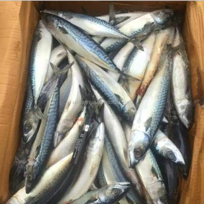 China Indian Mackerel Fish Seafood Vacuum Packing Frozen Style and Sculpin 100-160G 200-300G 300-500G for sale