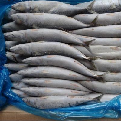 China Mackerel 200-300g FROZEN Pacific scomber japonicus mackerel on sale for sale