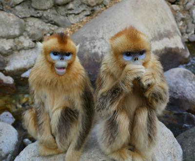 Chine Impression lenticulaire de carte postale du singe 3D d'animal familier d'étable pour le cadeau à vendre