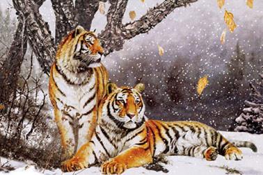 China Winter Tiger Plastic Printing Services Nice 3D Lenticular Waterproof for sale