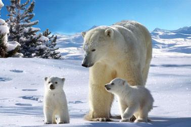 Chine L'animal de fantaisie en plastique blanc de services d'impression de l'ours 3D conçoit pour Decorational à vendre