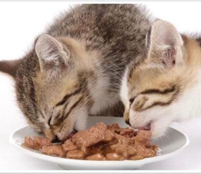 China Viable Wholesale Cheap High Quality Wet Snacks Pet Treat Cat Canned Food for sale