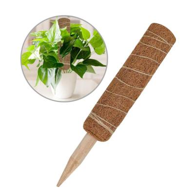 China Eco-friendly Moss Pole Plant Support 40cm Coconut Coir Moss Pole for sale