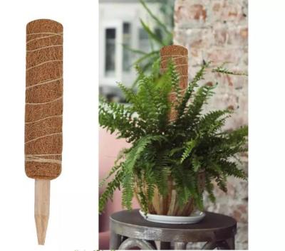 China Minimalist Tetum Coir Moss Pole Plant Stick Cocos Poles For Plant Support Coconut Coir Pots for sale