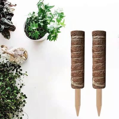 China Minimalist Moss Pole Indoor Plants For Home Gardens Coir Moss for sale