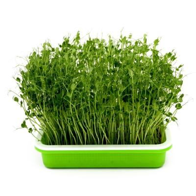 China Seedling Planting Nursery Hydroponics Barley Plant Trays Plastic Seed Growing For Seedling Microgreens Wheatgrass WITH Drain Holes for sale