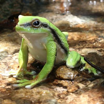 China Europe Cheap Animal Figurines Resin Frogs, Garden Hot Sale Outdoor Resin Animal Statue Frog Sculptures for sale