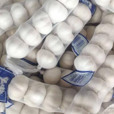 China Fresh Pure White Garlic White Garlic Best Quality Bulk Pure Fresh White Garlic for sale