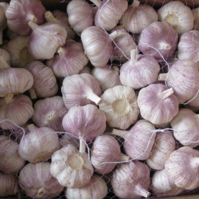 China Factory Fresh Red Garlic Fresh Normal White Garlic Price for sale