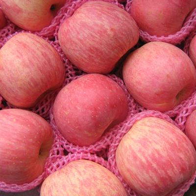 China quality fresh red delicious fresh fruit export fuji red apple for sale