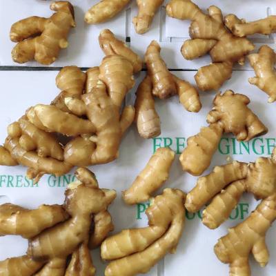 China 2020 Buyer Fresh Ginger /dried Fresh Ginger Fresh Ginger For Indonesian for sale