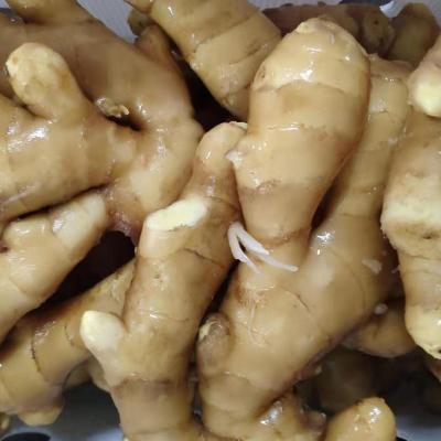 China Ginger Ginger Fresh Bulk Fresh High Quality Fresh Ginger for sale