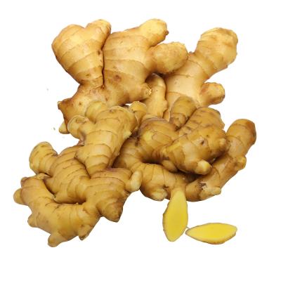 China Fresh Ginger 100g / 150g / 200g Young Fresh Ginger Wholesale New Fresh Ginger Culture for sale