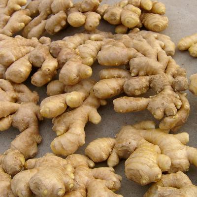 China Buyer High Quality Fresh Organic Air Dried Ginger Wholesale for sale