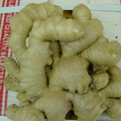 China New cultured fresh ginger and dry ginger for sale