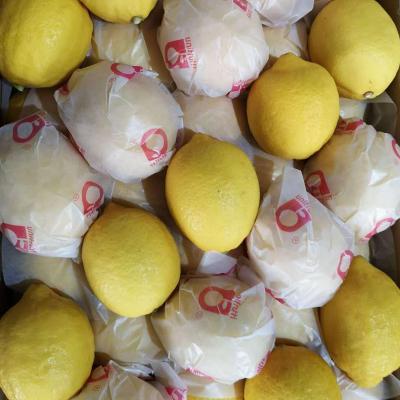 China Vitanmin Good Quality Fresh Lemon Suppliers Fresh Lemon For Import for sale