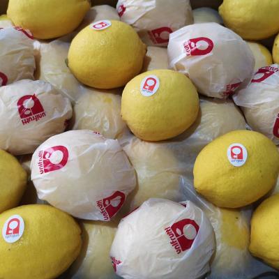 China Vitanmin China Manufacturer New Crop Yellow Lemon Fresh Lemon For South Africa for sale