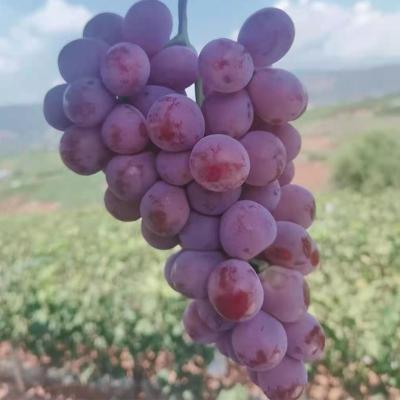 China Hot Selling Fresh Grape Fresh Fruit Ripen 20mm~28mm Grapes Red Globe Fresh Grape for sale