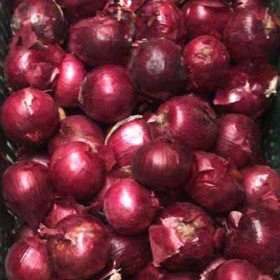 China New Wholesale Premium Grade Culture Mesh 100% Natural Fresh Red Onion for sale