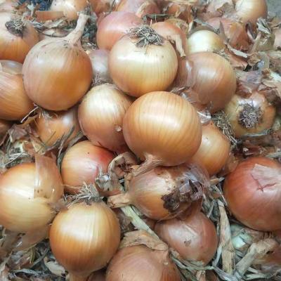 China Quality Fresh Wholesale Cheap Best Price Fresh Yellow Onion for sale