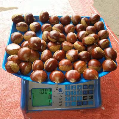 China New Cultivation Fresh Organic Fresh Chestnut Chinese Chestnut For Sale for sale