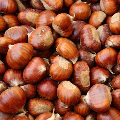 China High Quality And Low Price Fresh Fresh Chestnut From China for sale