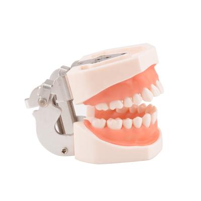 China Resin Nissin Dental Educational Teeth Model Detachable Dental Implant Teaching Model for sale