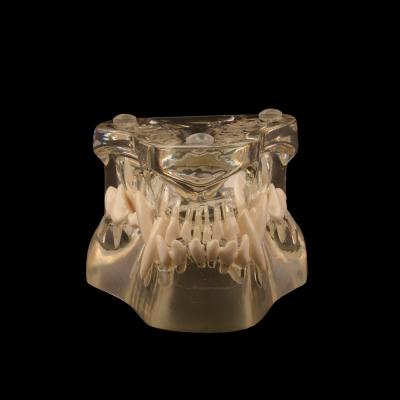 China Resin Dog Teeth Dental Model Clear Canine Dental Model Animal Body Anatomy Dog Teeth for sale