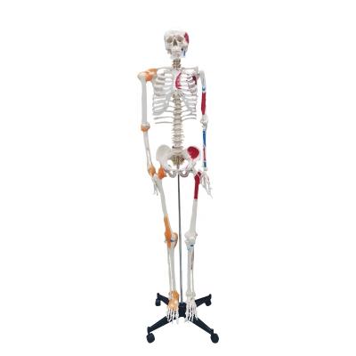 China PVC 180cm Bendable Bone Model Anatomical Skeleton Model Colored Human Skeleton Model for sale