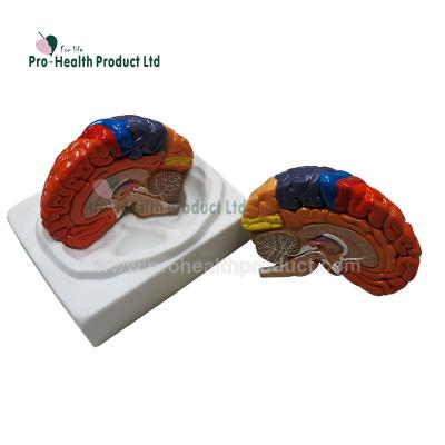 China 2 Piece PVC Assemble Human Head Anatomical Educational Brain End Model for sale