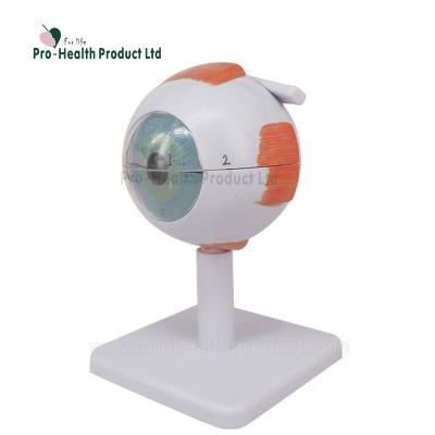 China Wholesale PVC Anatomical Medical Science 3 Times Plastic Human Eye Model For Teaching for sale