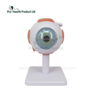 China Wholesale PVC Eye Anatomical Model For Teaching for sale