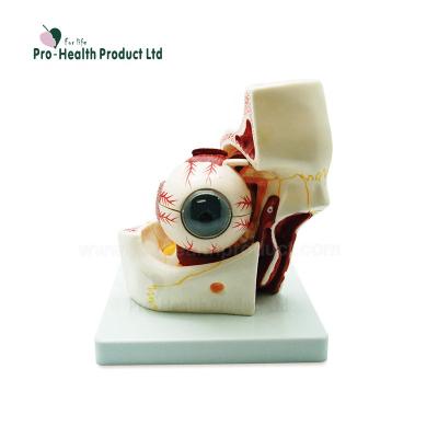 China PVC Human Eye Medical Plastic Model for sale