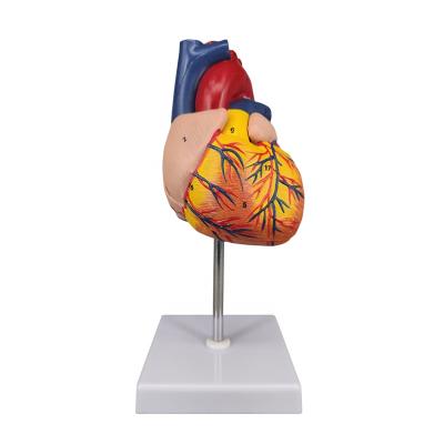 China PVC+ABS Basic Educational Medical Human Heart Anatomical Model for sale