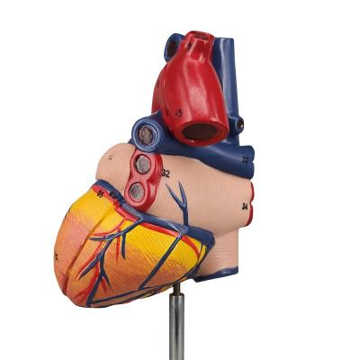 China PVC+ABS Basic Educational Medical Human Life Size Heart Anatomical Model for sale