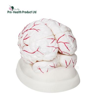 China PVC Cerebral Artery Model for sale