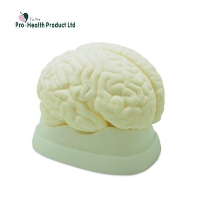 China PVC+ABS Brain Anatomical Model Medical Education for sale