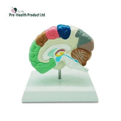 China PVC+ABS Plastic Medical Education Brain Model for sale