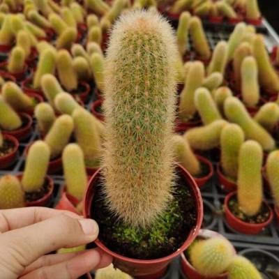 China Succulent Colorichgarden Artificial Succulent Wholesale Succulents Plants Live Indoor Succulent Cactus Trichocereus Hybrid'First Light' for sale