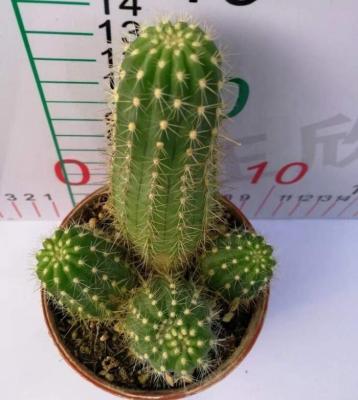 China Succulent Colorichgarden Artificial Succulent Wholesale Succulents Plants Live Indoor Succulent Cactus Trichocereus Hybrid 'Flying Saucer' for sale