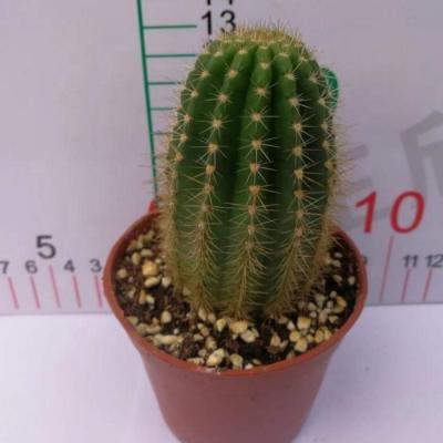 China Succulent Colorichgarden Artificial Succulent Wholesale Succulents Plants Live Succulent Indoor Cactus Trichocereus Hybrid 'Flying Saucer' for sale