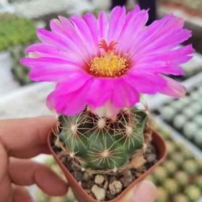 China Succulent Colorichgarden Artificial Succulent Wholesale Succulents Plants Live Succulent Garden Indoor Cactus Thelocactus Bicolor for sale