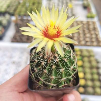 China Succulent Colorichgarden Artificial Succulent Wholesale Succulents Plants Live Succulent Garden Cactus Thelocactus setispinus (Engelm.) for sale