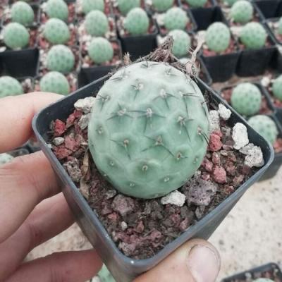 China Succulent Colorichgarden Artificial Succulent Wholesale Succulents Plants Live Succulent Garden Indoor Cactus Tephrocactus geometricus for sale