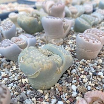 China Succulent Colorichgarden Artificial Succulent Wholesale Succulents Plants Live Succulent Garden Indoor Lithops Variegated julii for sale