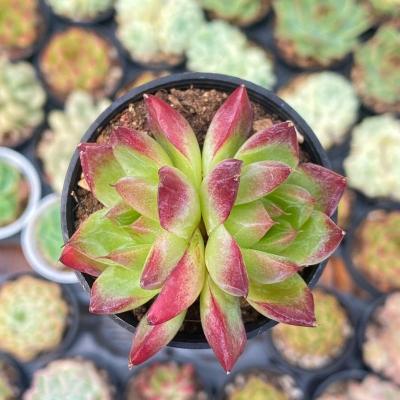 China Succulent Colorichgarden Artificial Succulent Wholesale Succulents Plants Indoor Echeveria dream queen for sale