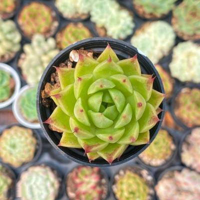 China Succulent Colorichgarden Artificial Succulent Wholesale Succulents Plants Indoor Echeveria Agavoides Spicy for sale